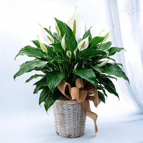 Peace Lily Large