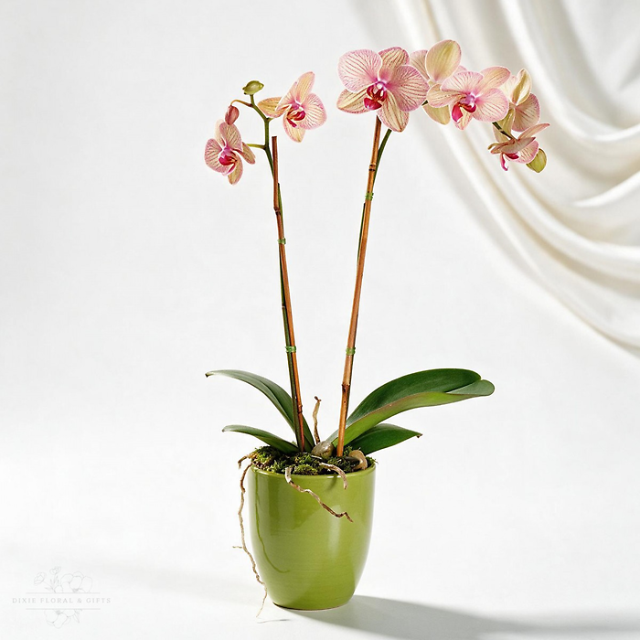 Phalaenopsis Orchid