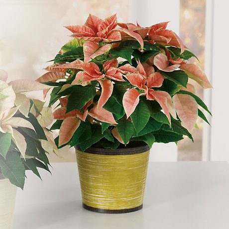 Poinsettia Pink
