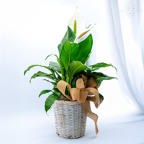 Peace Lily Medium