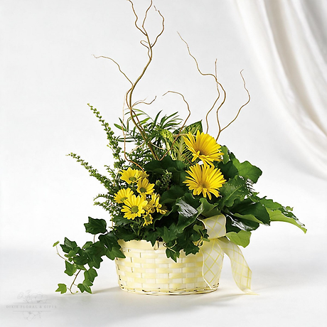 Get Well Dish Garden with flowers