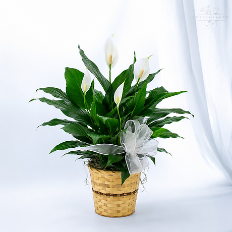 Peace Lily Small