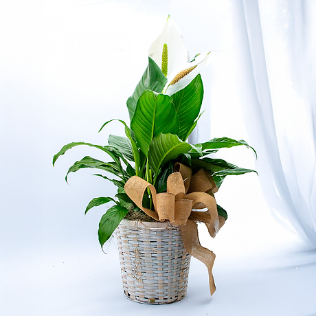Medium Peace Lily