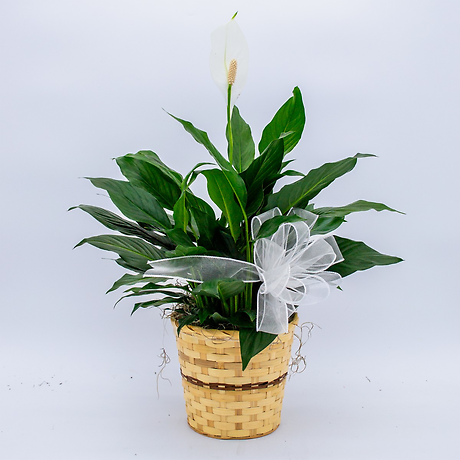 Small Peace Lily