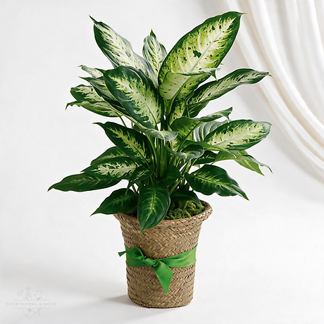 Delightful Dieffenbachia