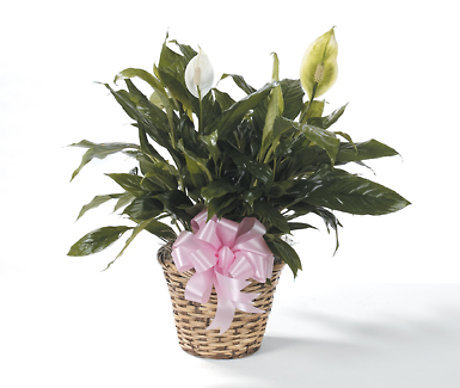 Peace Lily Medium