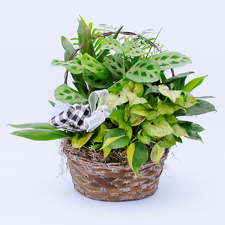 Medium Garden Planter